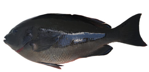 日本記録 グレ釣りブログ